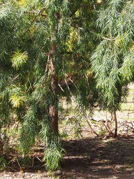 صورة Podocarpus parlatorei Pilg.