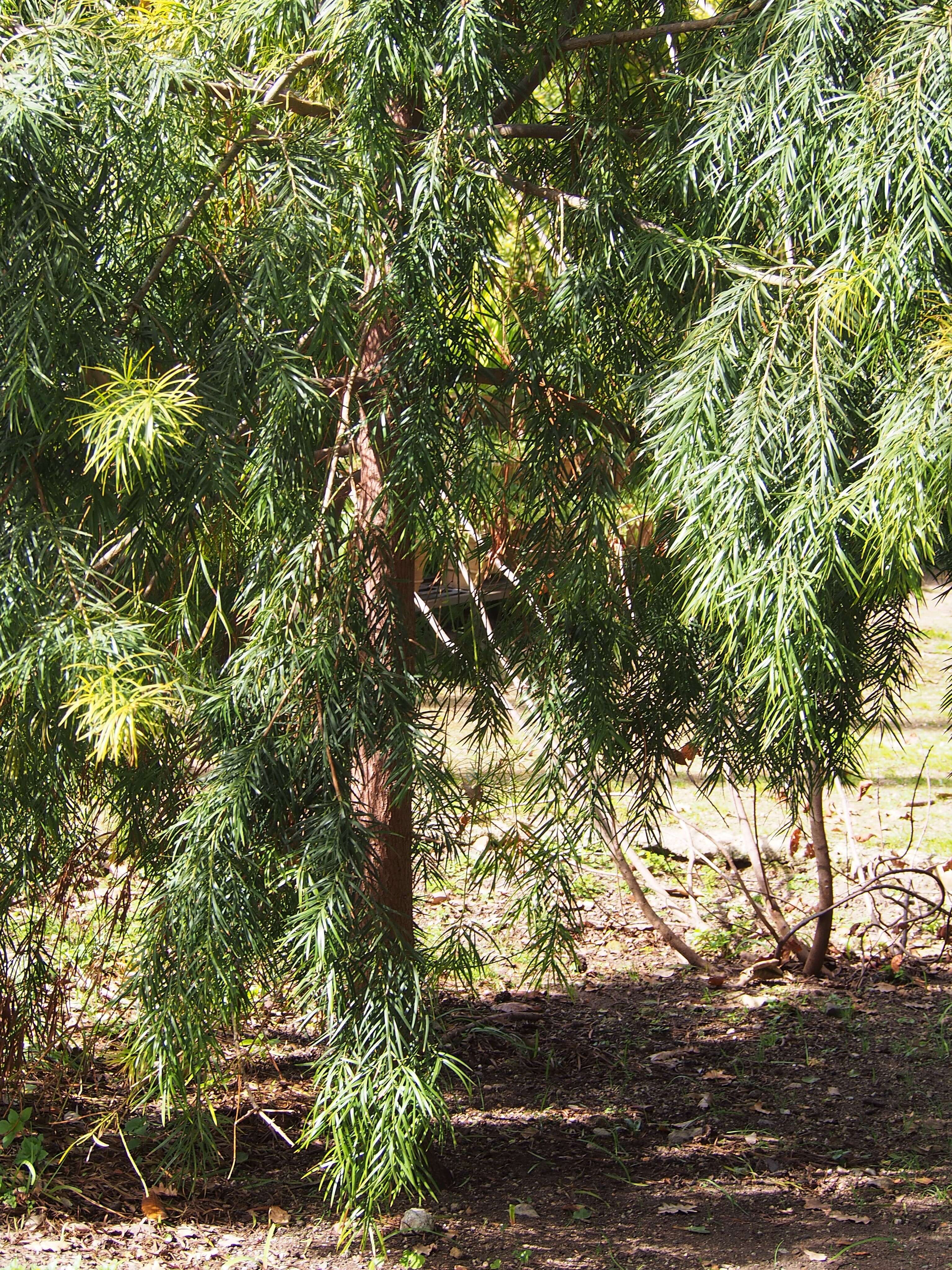 Plancia ëd Podocarpus parlatorei Pilg.