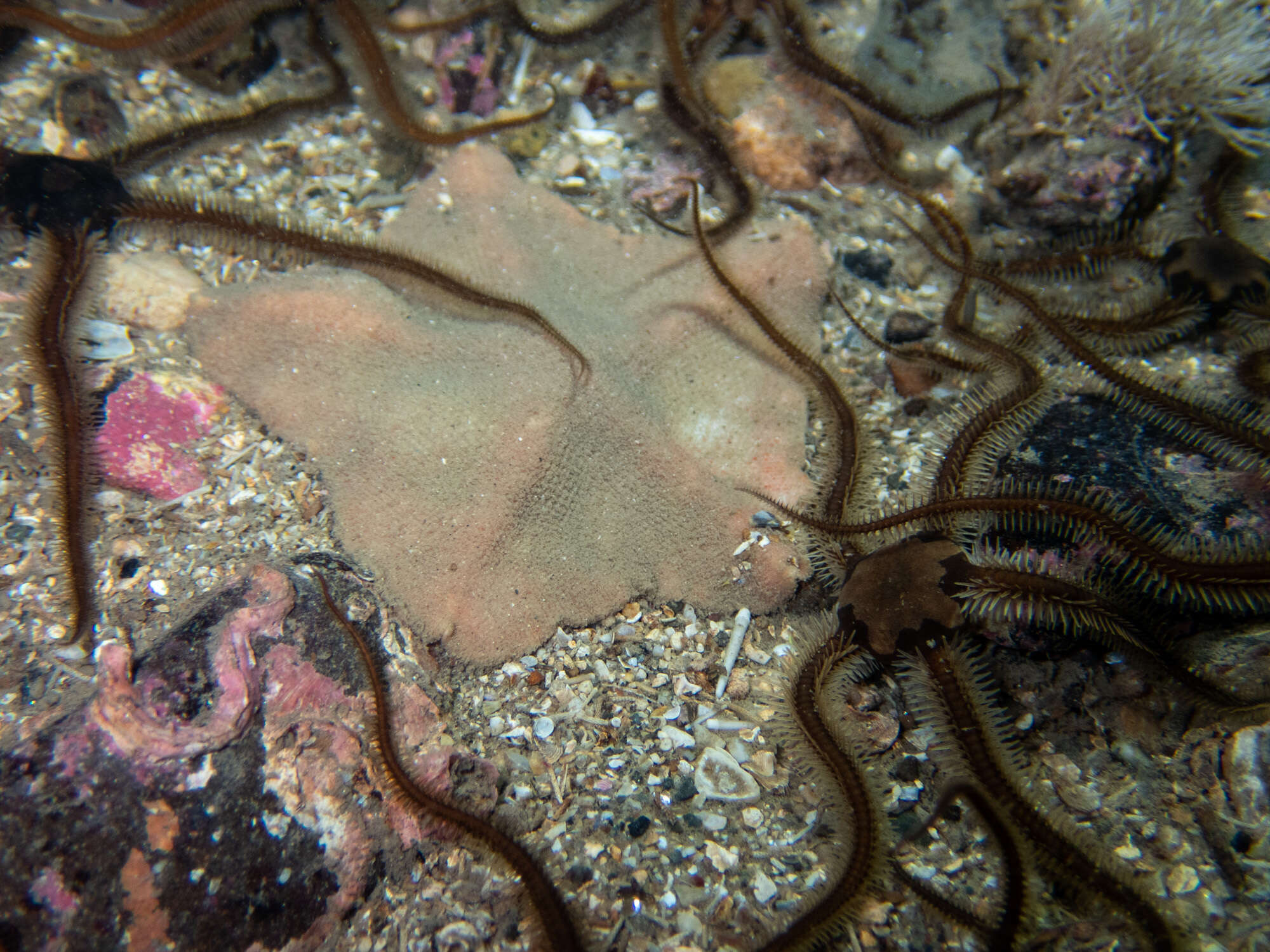 Image of goose foot sea star