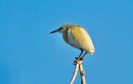 Image of Common Squacco Heron