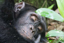 Image of Eastern Chimpanzee