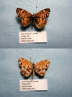 Image of Phyciodes mylitta