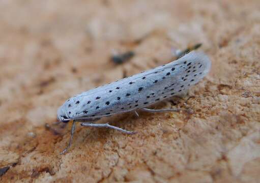 Image of Bird-cherry Ermine