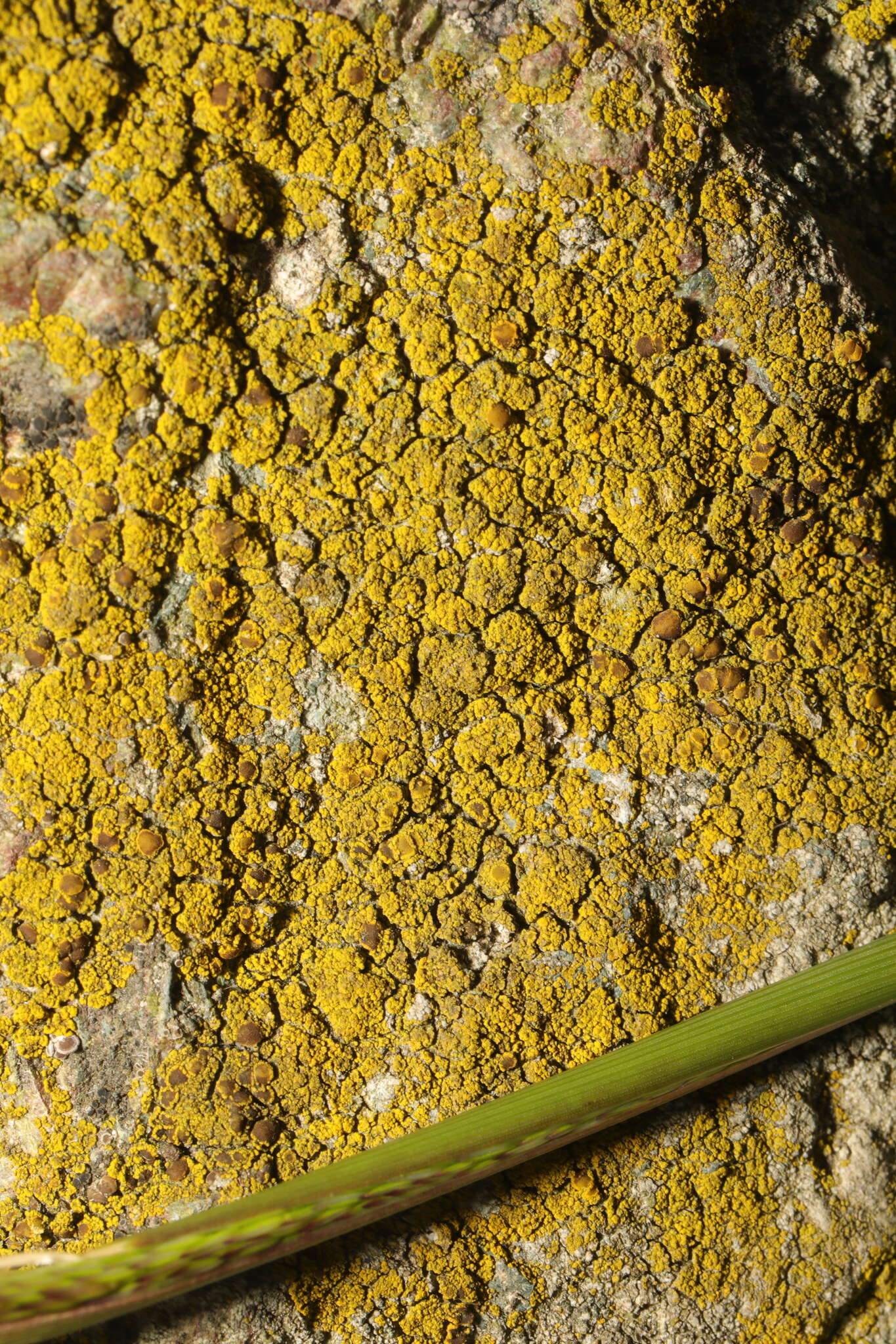 Image of eggyolk lichen