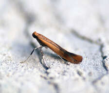 Image of Caloptilia rufipennella (Hübner 1796)