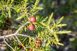 Image of Prickly Juniper