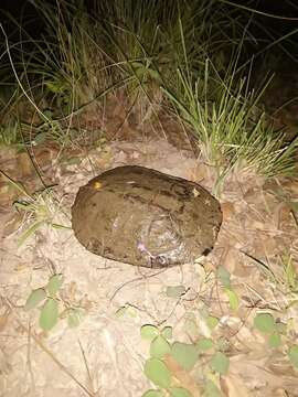 Image of Chaco Side-necked Turtle