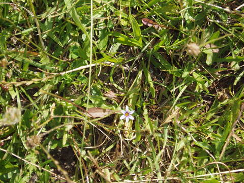 Image of annual blue-eyed grass