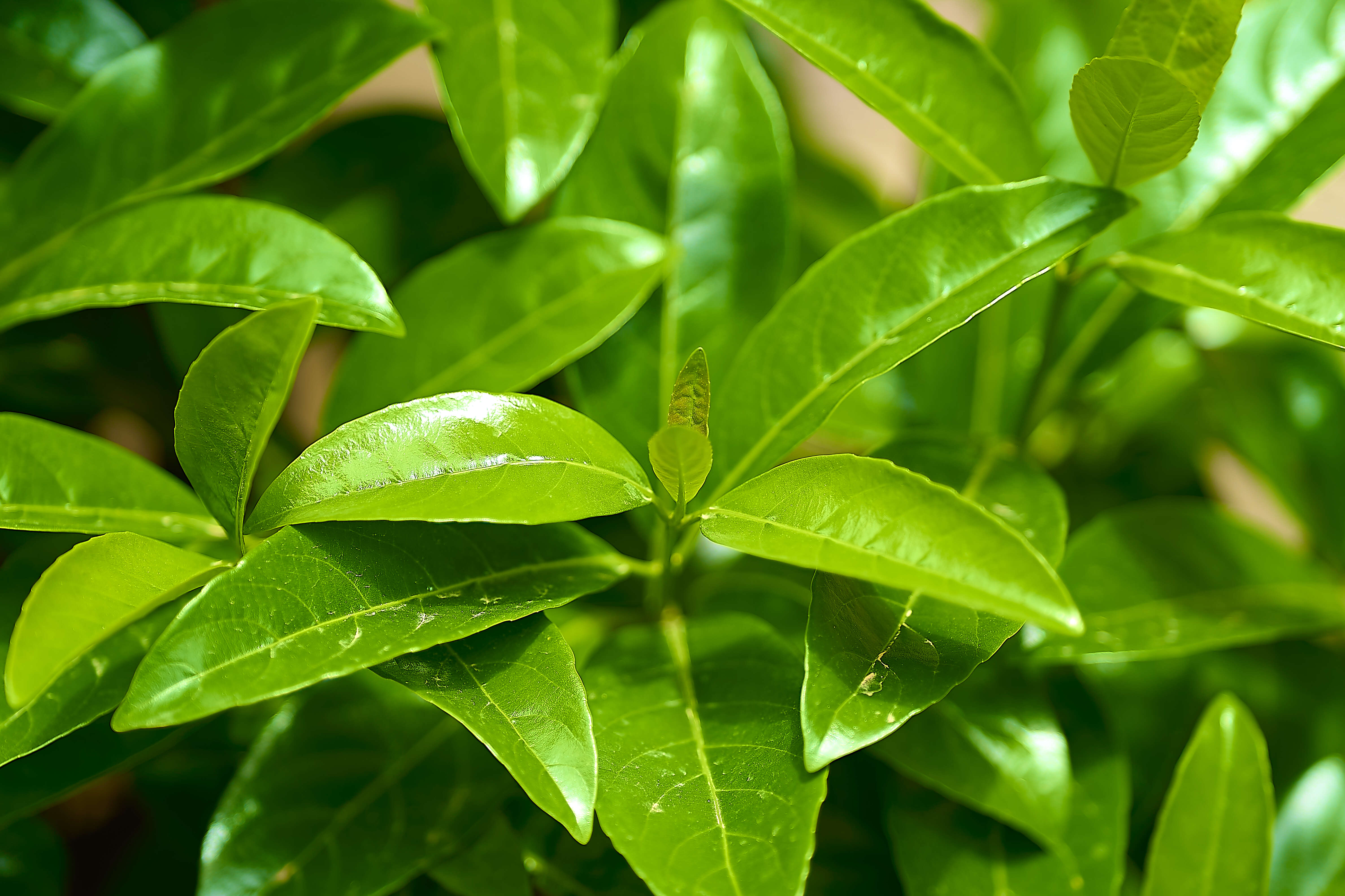 Image of Viburnum odoratissimum Ker-Gawl.