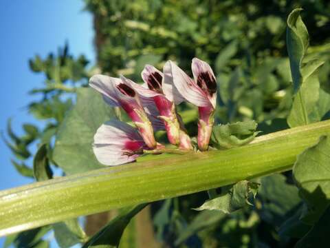 Image of Broad Bean