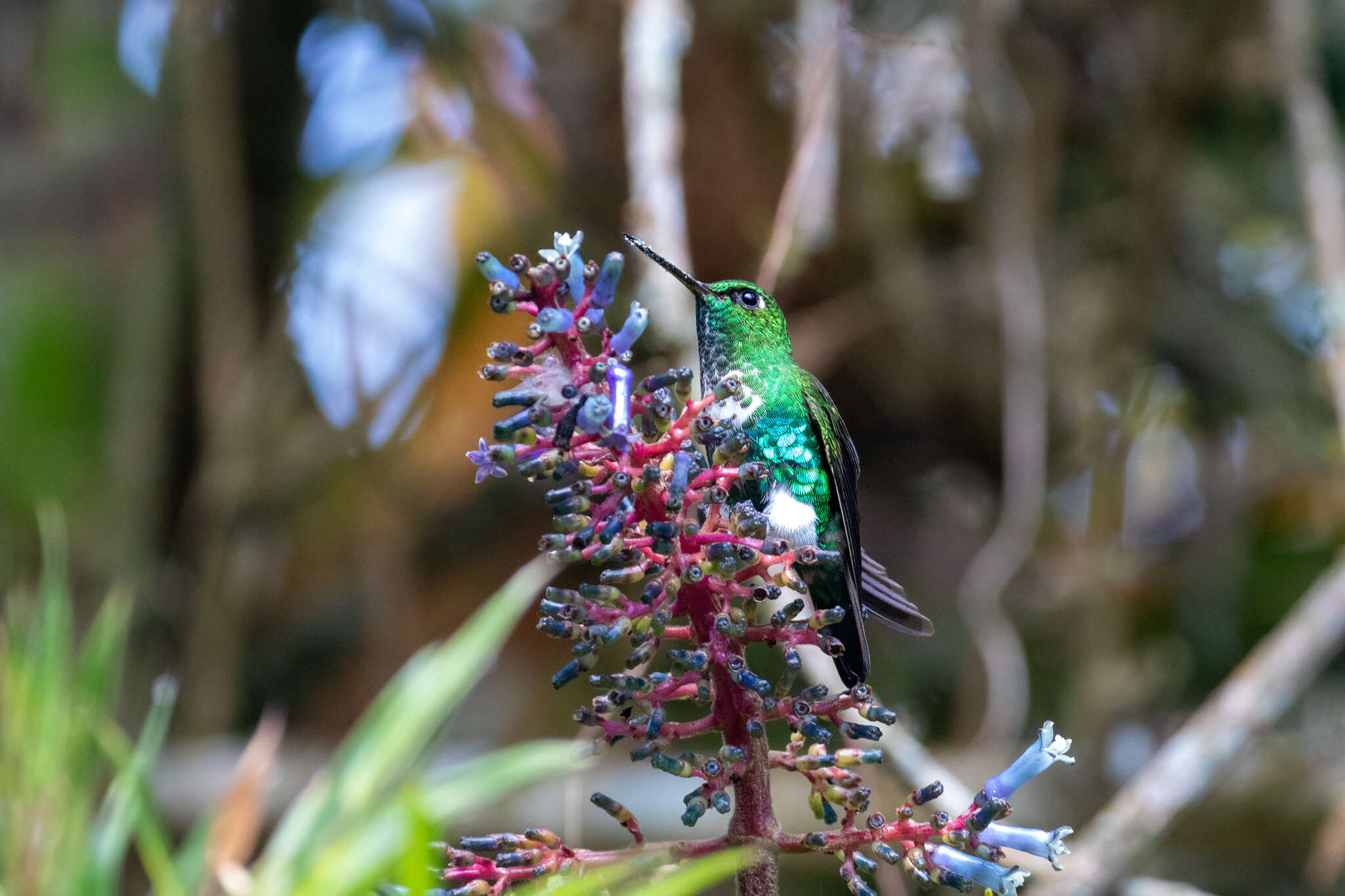 Image of Emerald-bellied Puffleg