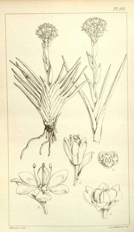 Image of Haemodorum distichophyllum Hook.