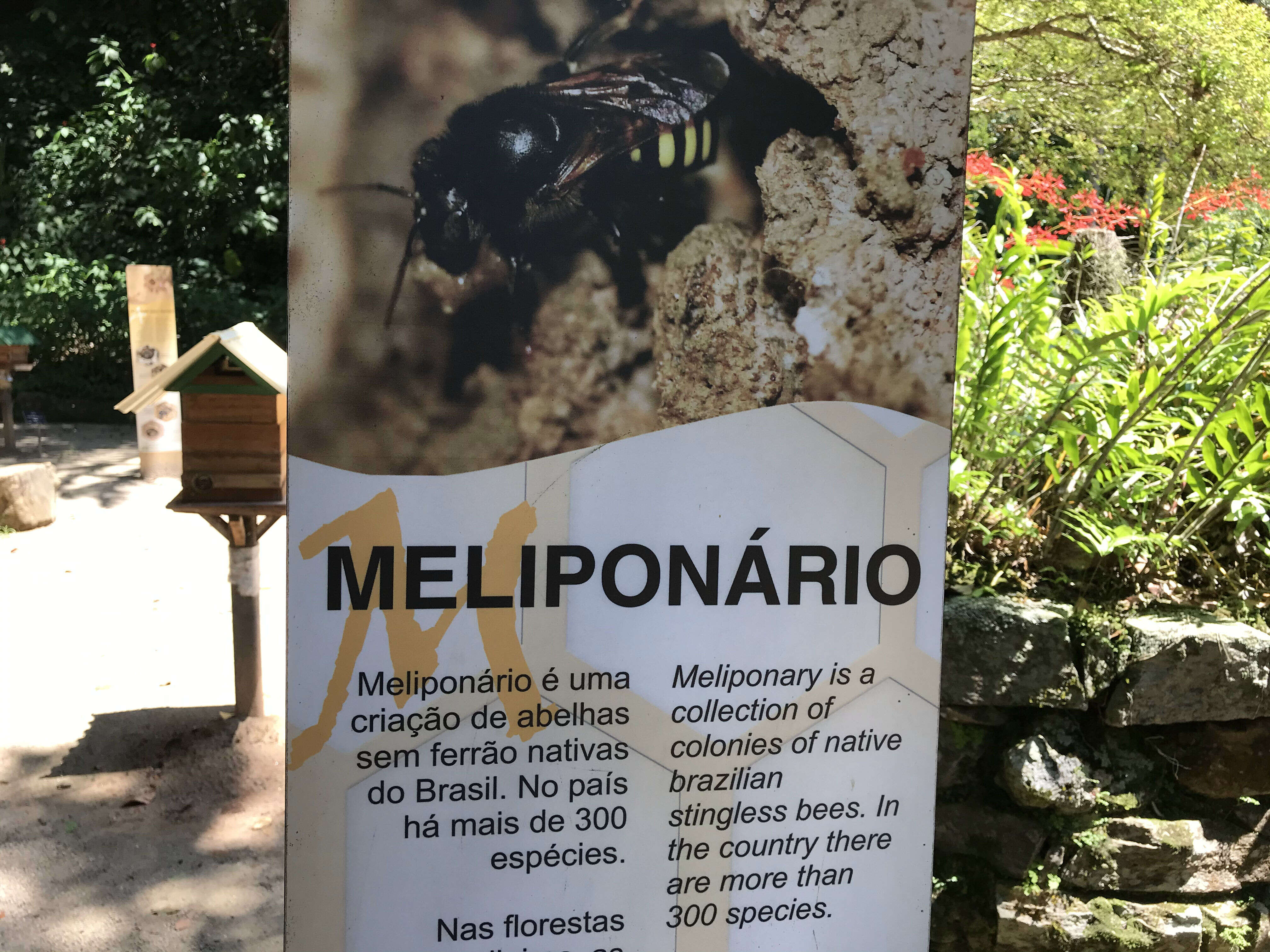 Image of stingless bee