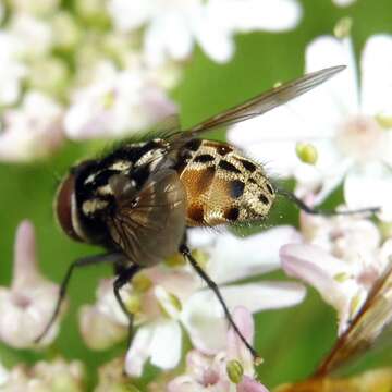 Image of House fly