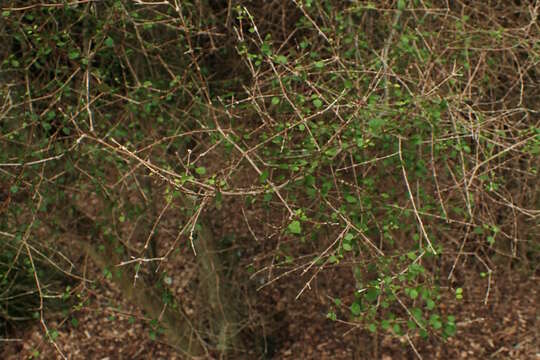 Image of Coprosma virescens Petrie