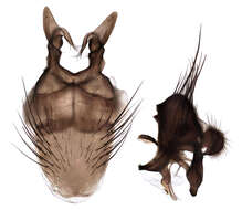 Image of root-maggot flies