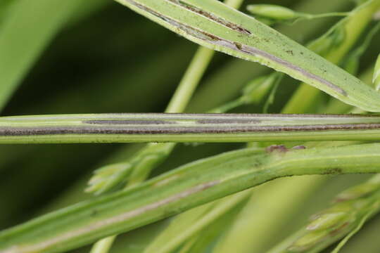 Plancia ëd Urocystis agropyri (Preuss) A. A. Fisch. Waldh. 1867