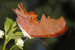 Image of Ruddy Daggerwing