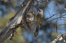 Image of Red Wattlebird