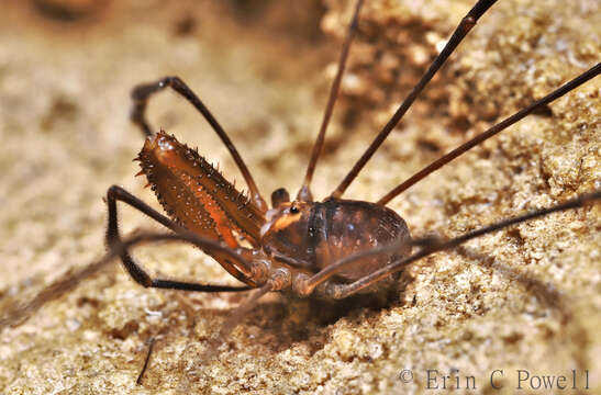 Image of Forsteropsalis photophaga