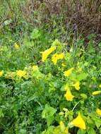 Image of monkeyflowers