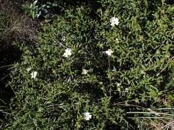 Imagem de Cistus monspeliensis L.