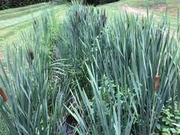 Image of broadleaf cattail