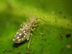 Image of bark lice, book lice and true lice