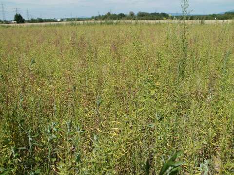 Image of white mustard