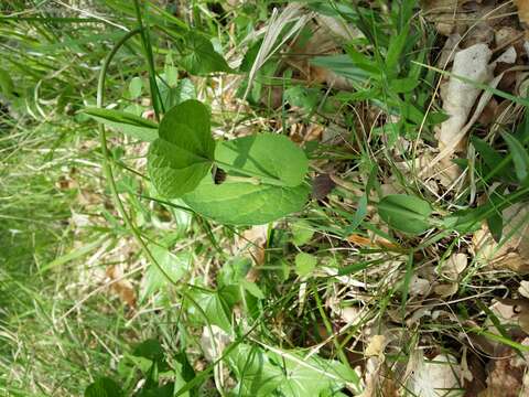 Image of Smearwort