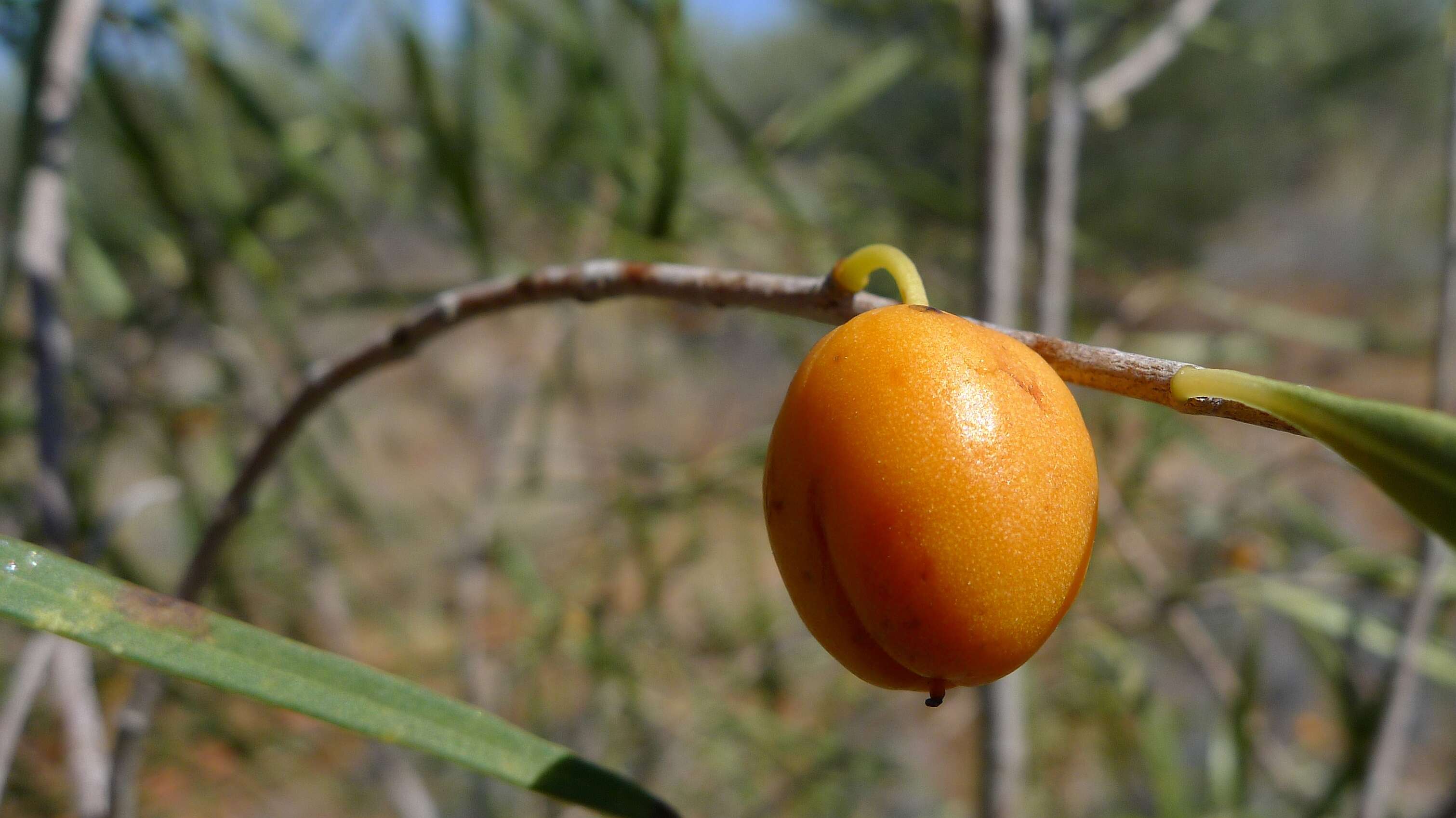 Слика од Pittosporum phillyraeoides DC.