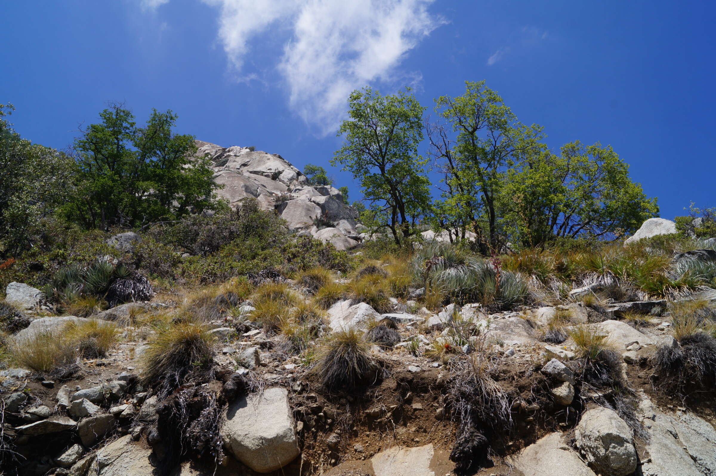 Imagem de Nothofagus macrocarpa (A. DC.) F. M. Vázquez & R. A. Rodr.