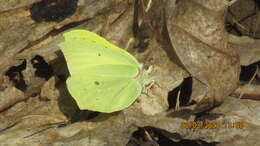 Imagem de Gonepteryx rhamni (Linnaeus 1758)