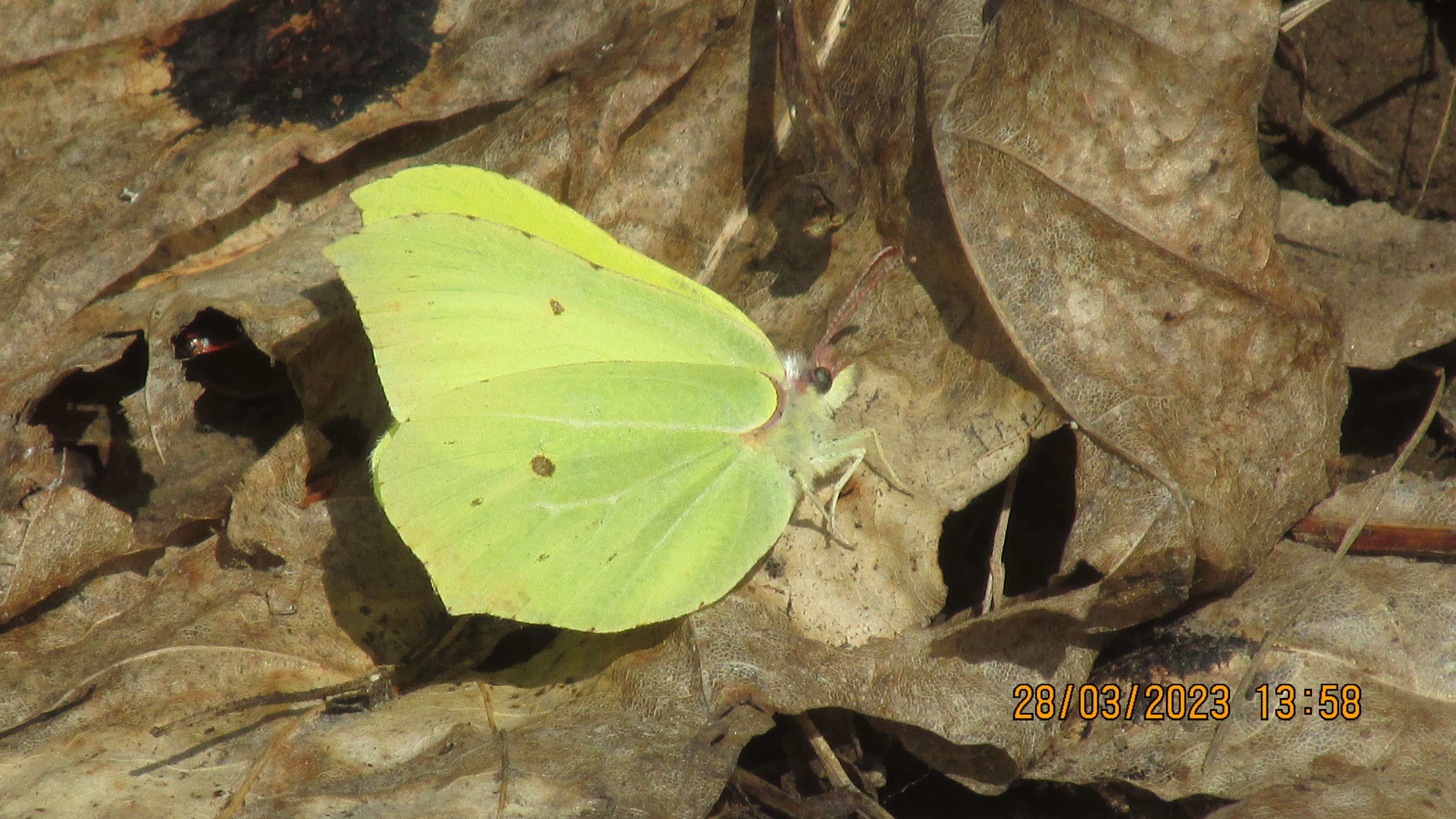 Imagem de Gonepteryx rhamni (Linnaeus 1758)