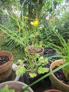 Image of hairy buttercup