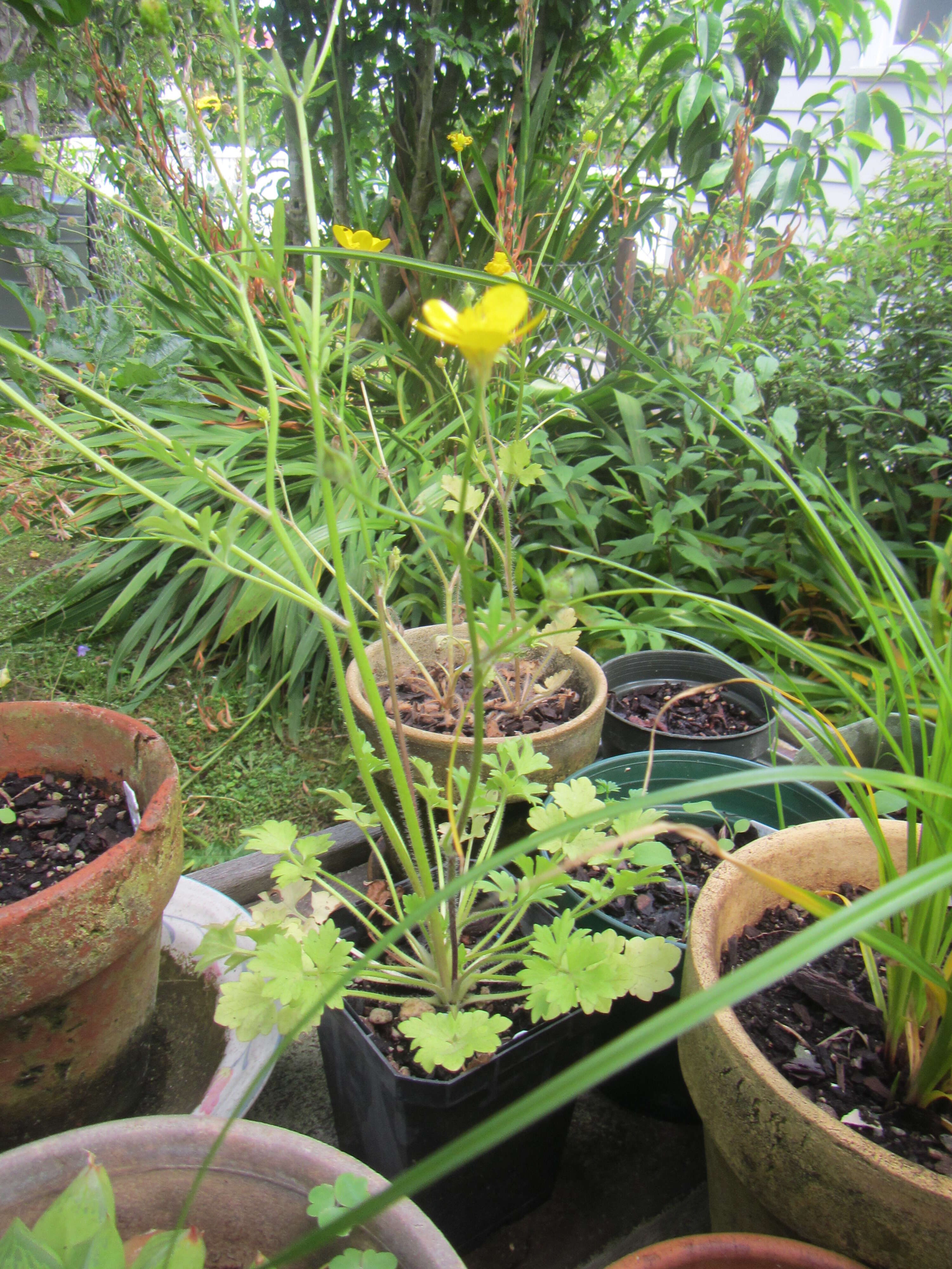 Image of hairy buttercup