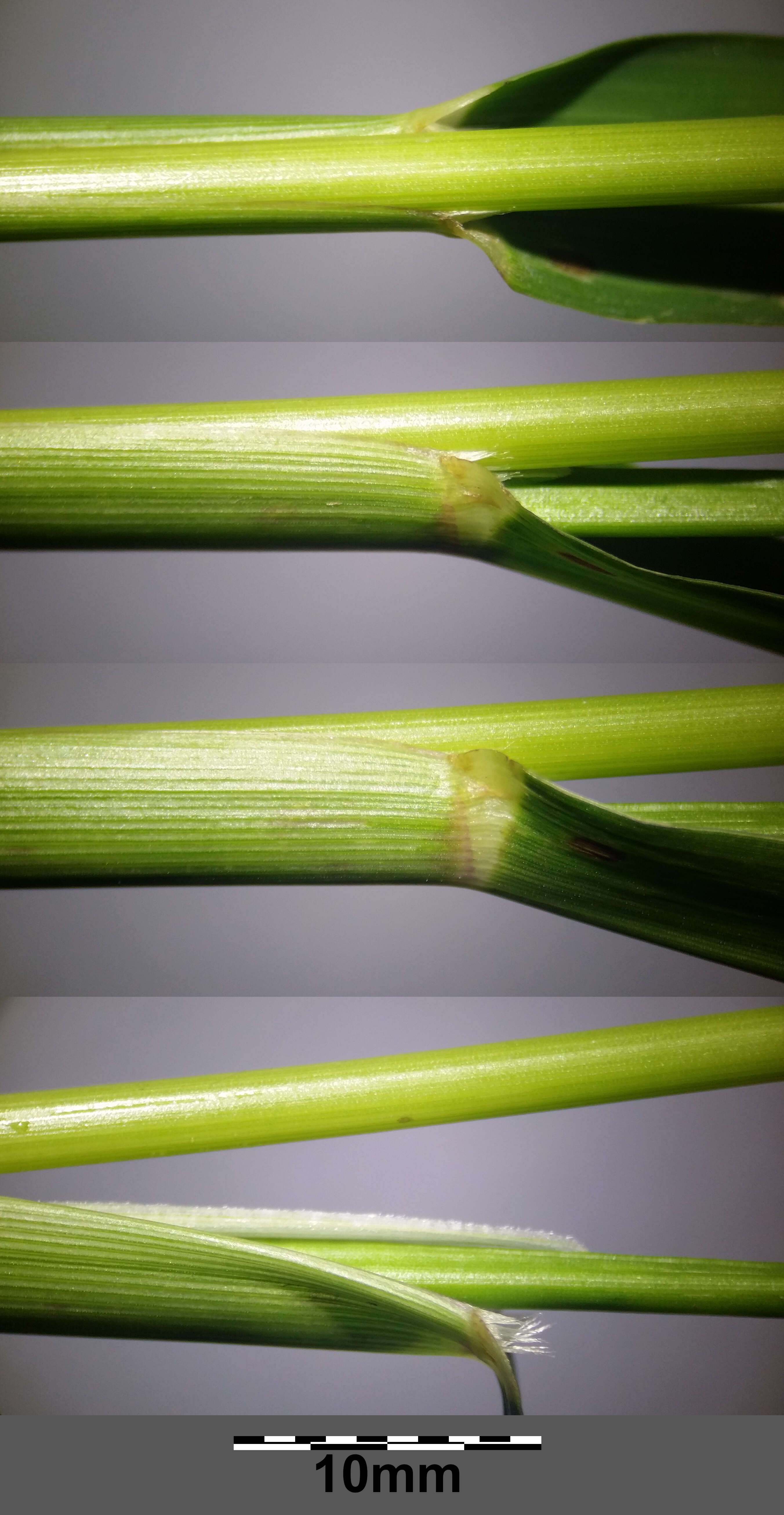 Image of fall panicgrass