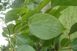 Image of Celtis julianae C. K. Schneid.