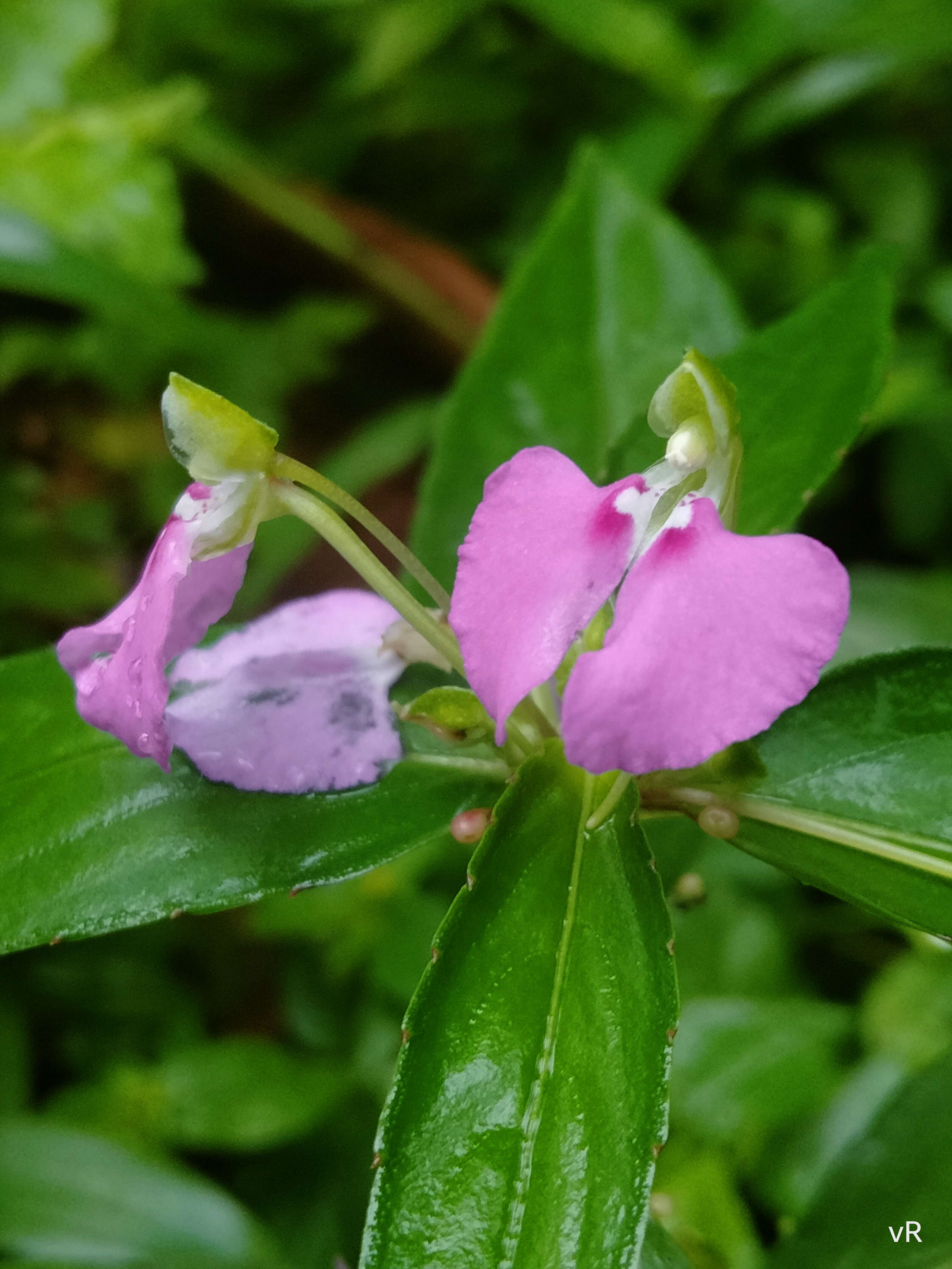 Image of Impatiens minor (DC.) S. S. R. Bennet