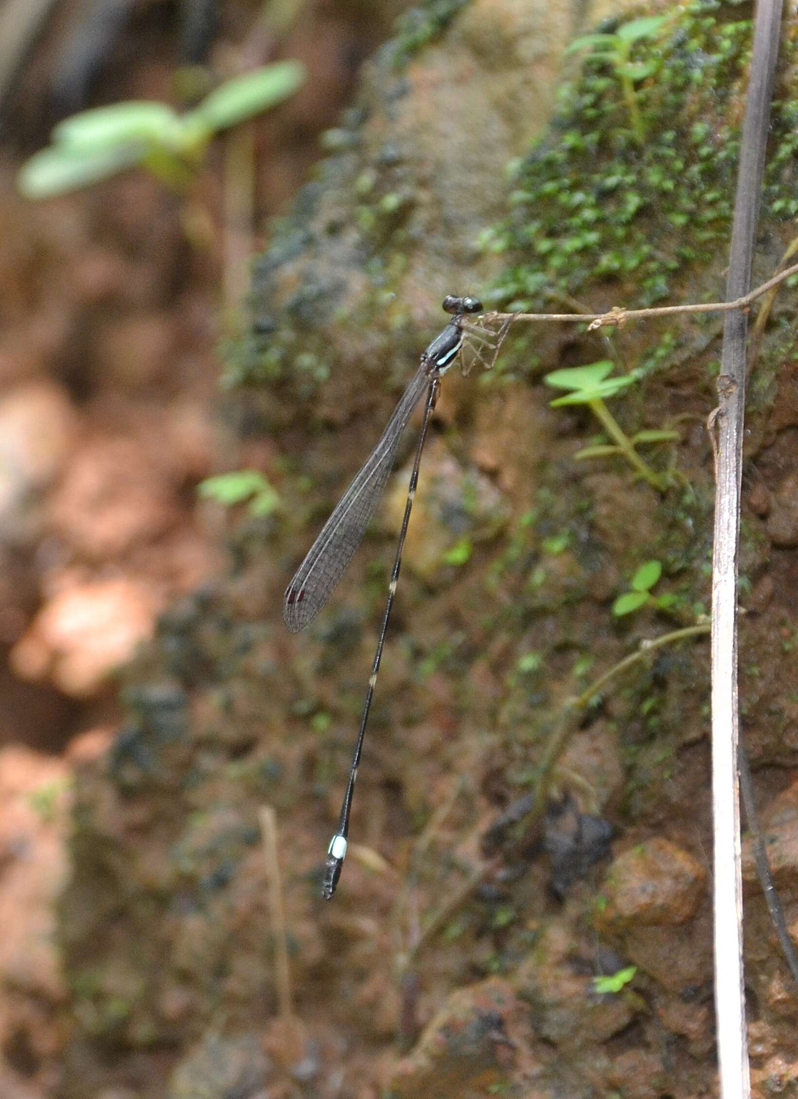 Image of Protosticta sanguinostigma Fraser 1922