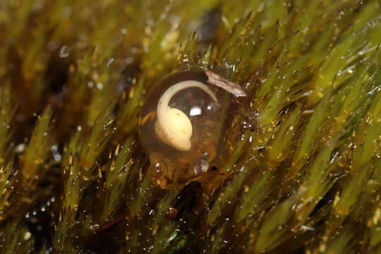 Image of Rough Moss Frog