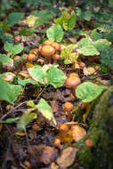 Image of Honey Fungus