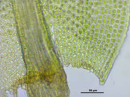 Image of aulacomnium moss