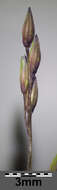 Imagem de Panicum capillare L.