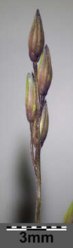 Imagem de Panicum capillare L.