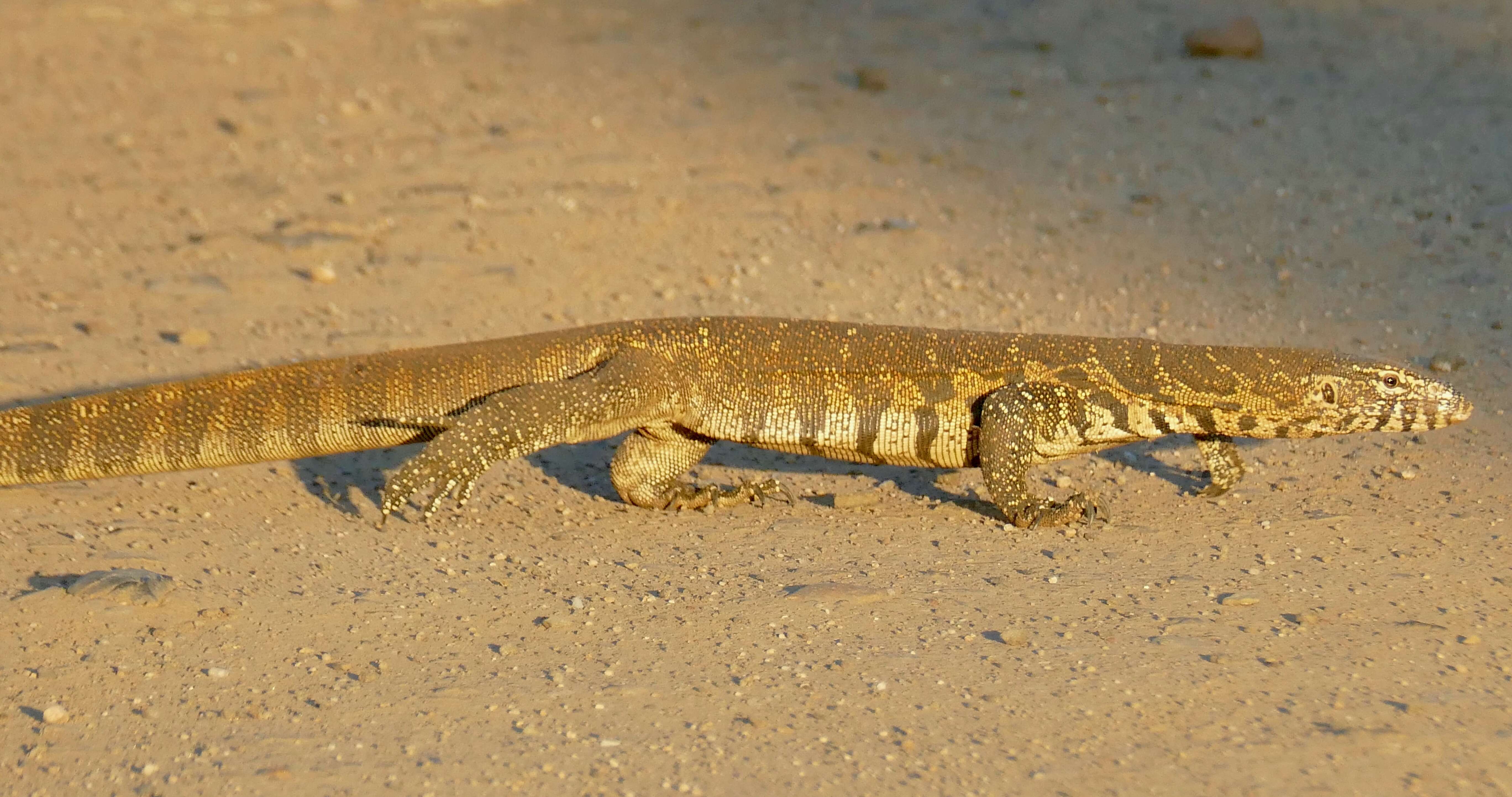 Image of Varanus niloticus