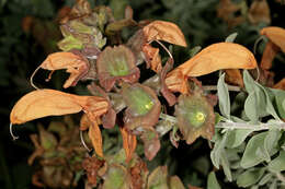 Salvia aurea L. resmi