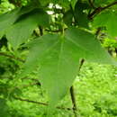 Image of Acer longipes Franch.