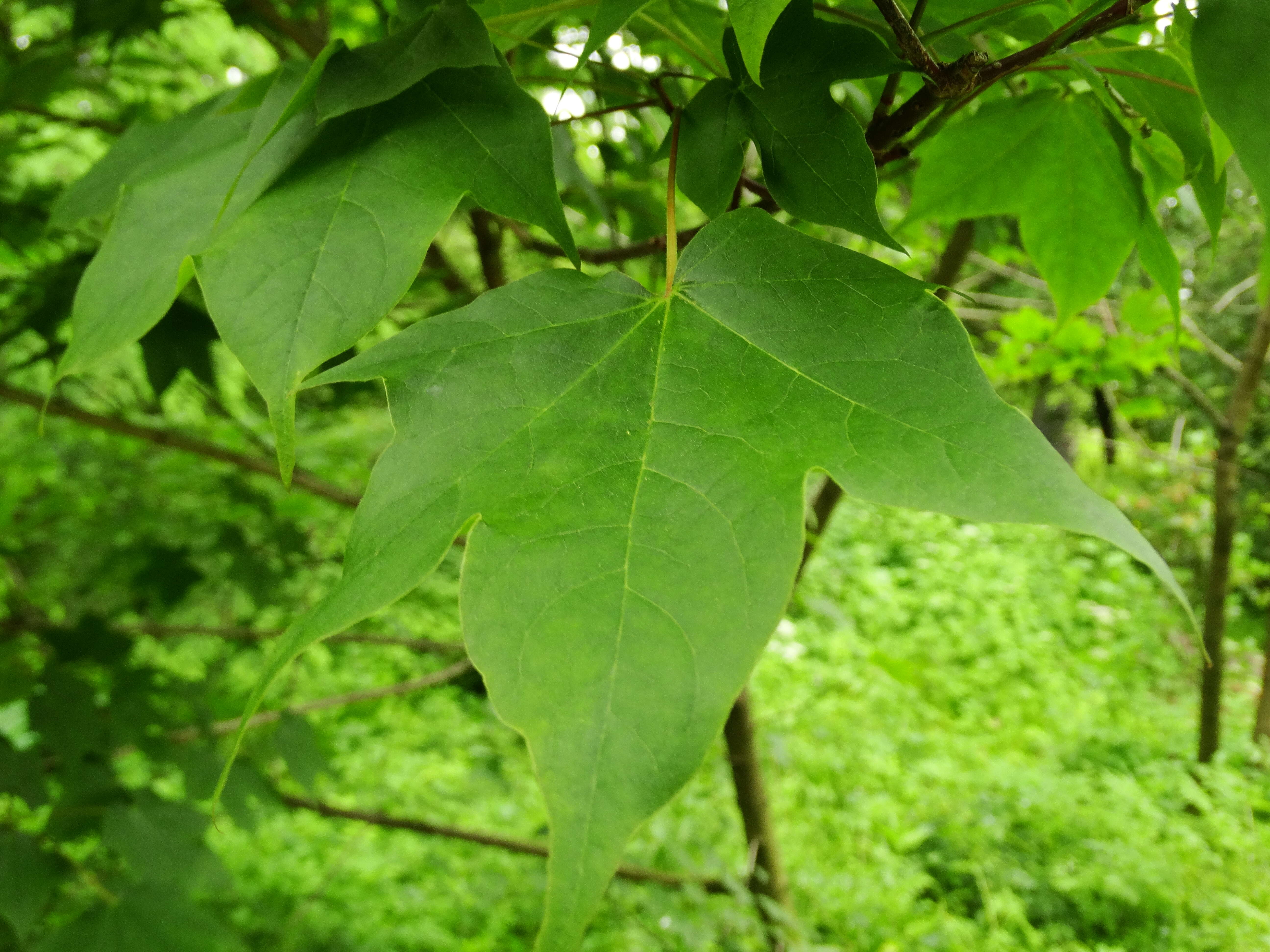 Image of Acer longipes Franch.