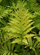 Image of sensitive fern